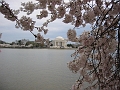 11 Cherry blossoms, Jefferson memorial